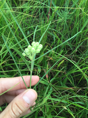 Asclepias stenophylla