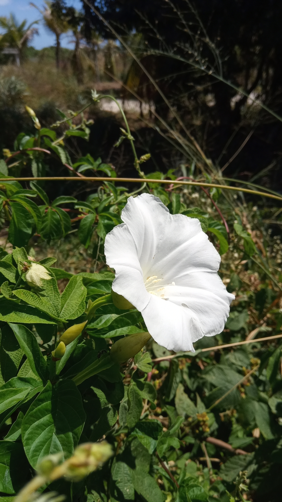 Imagem de Jalapa