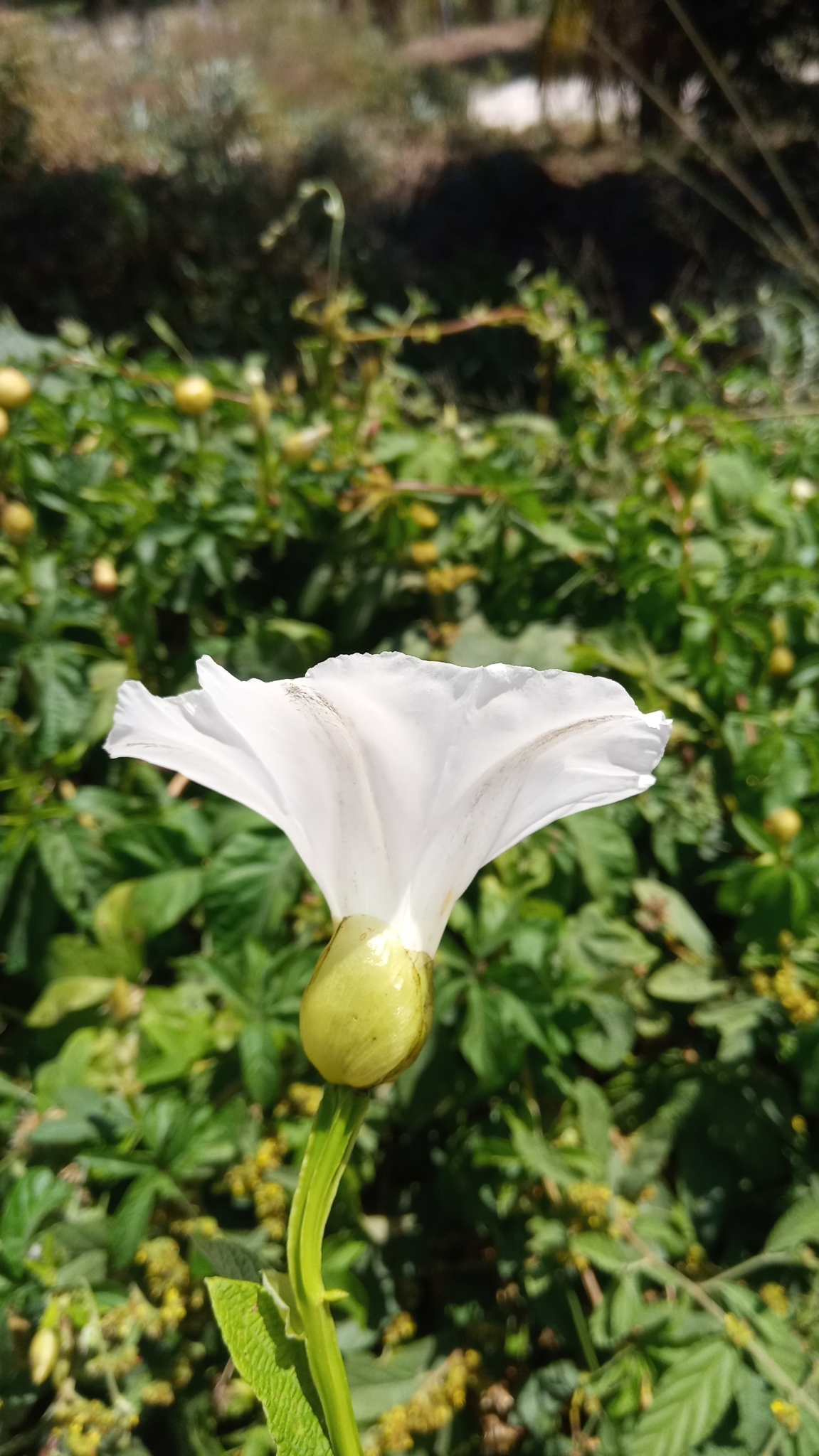 Imagem de Jalapa