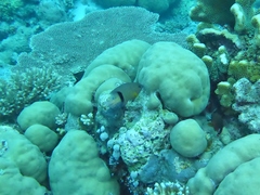 Plectroglyphidodon dickii