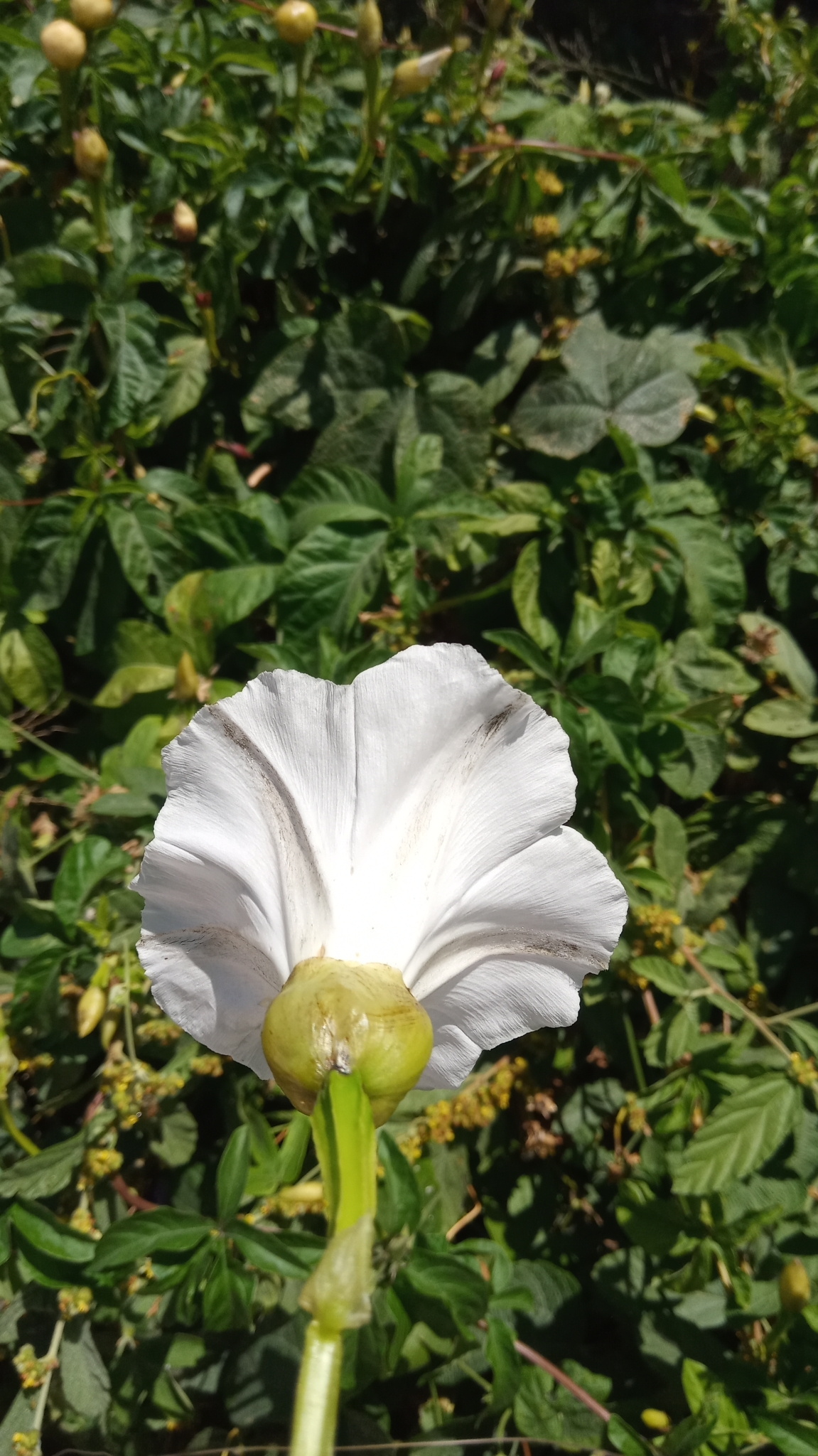 Imagem de Jalapa