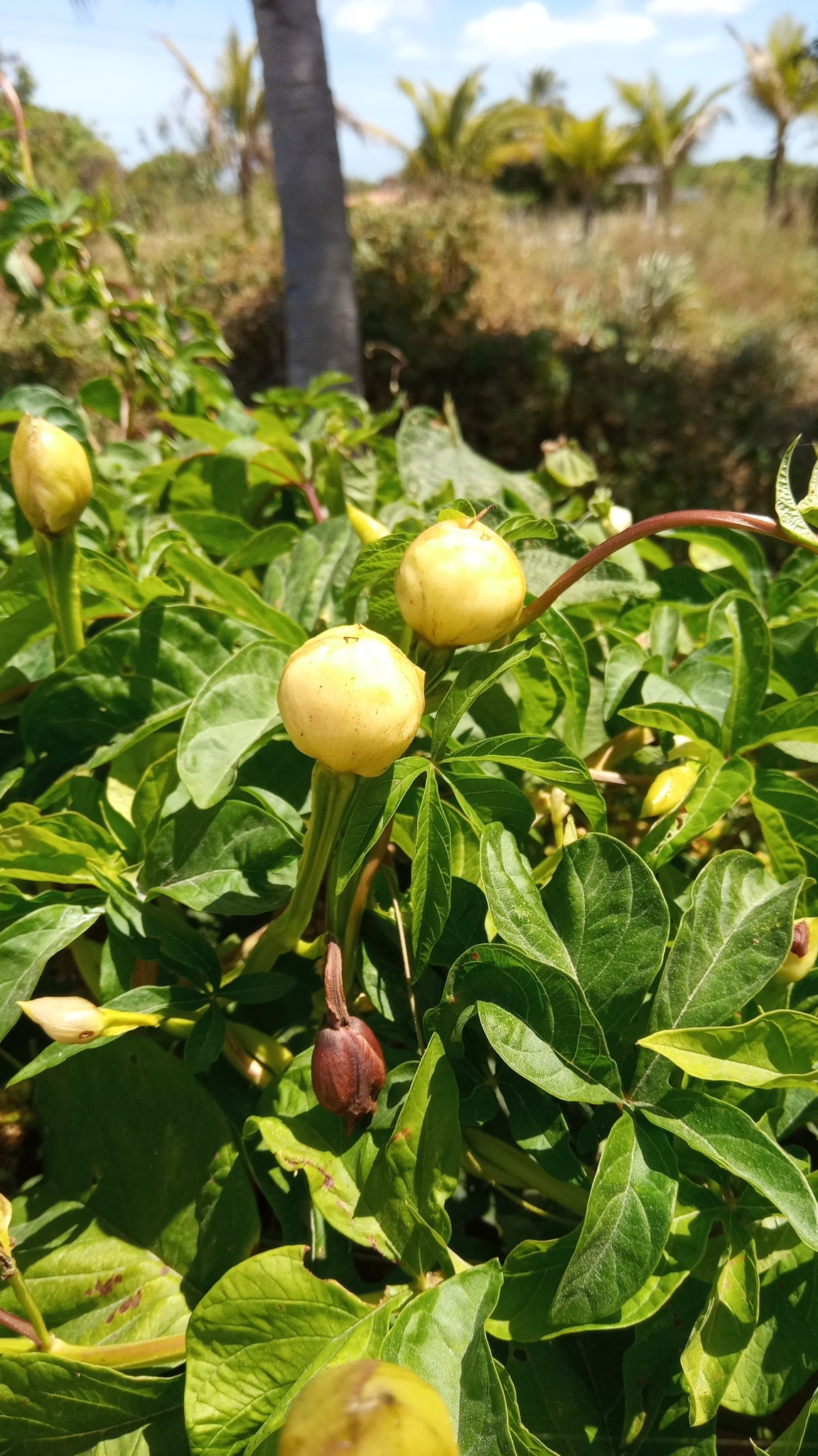 Imagem de Jalapa