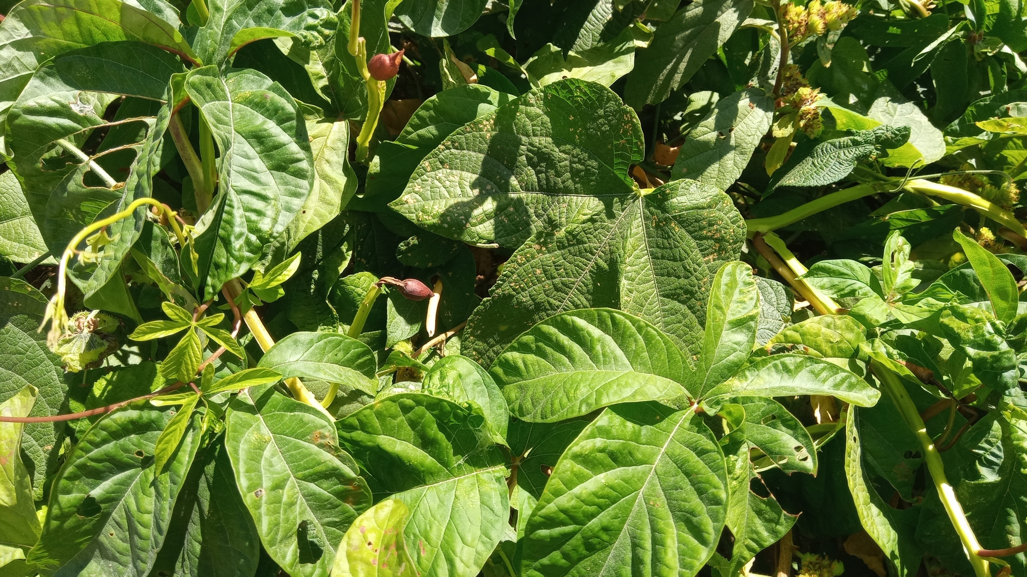 Imagem de Jalapa