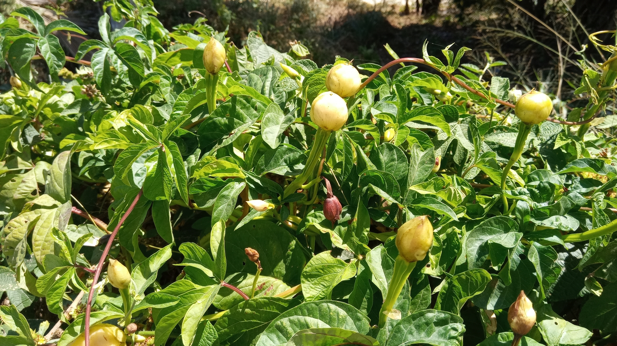 Imagem de Jalapa