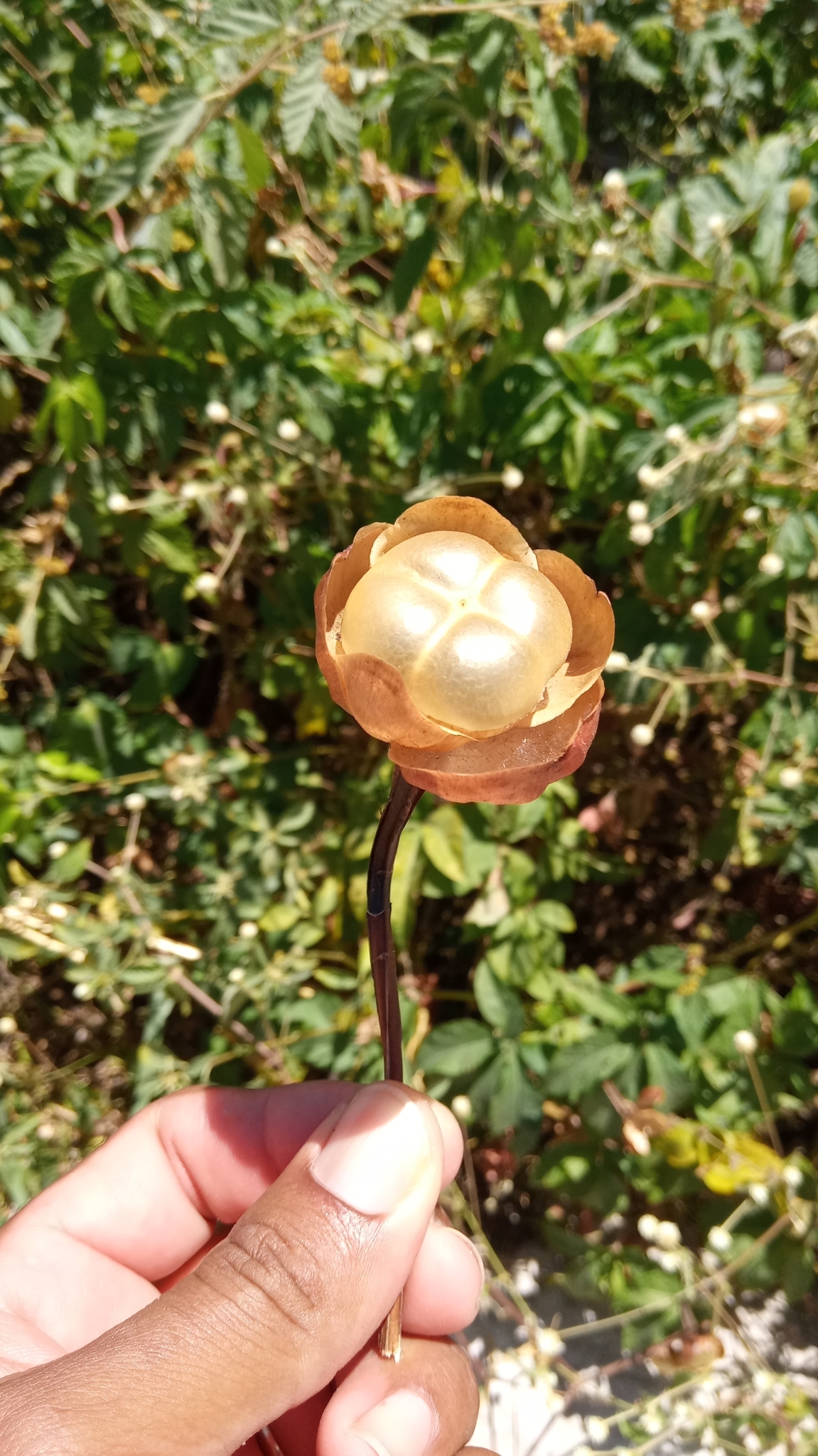 Imagem de Jalapa