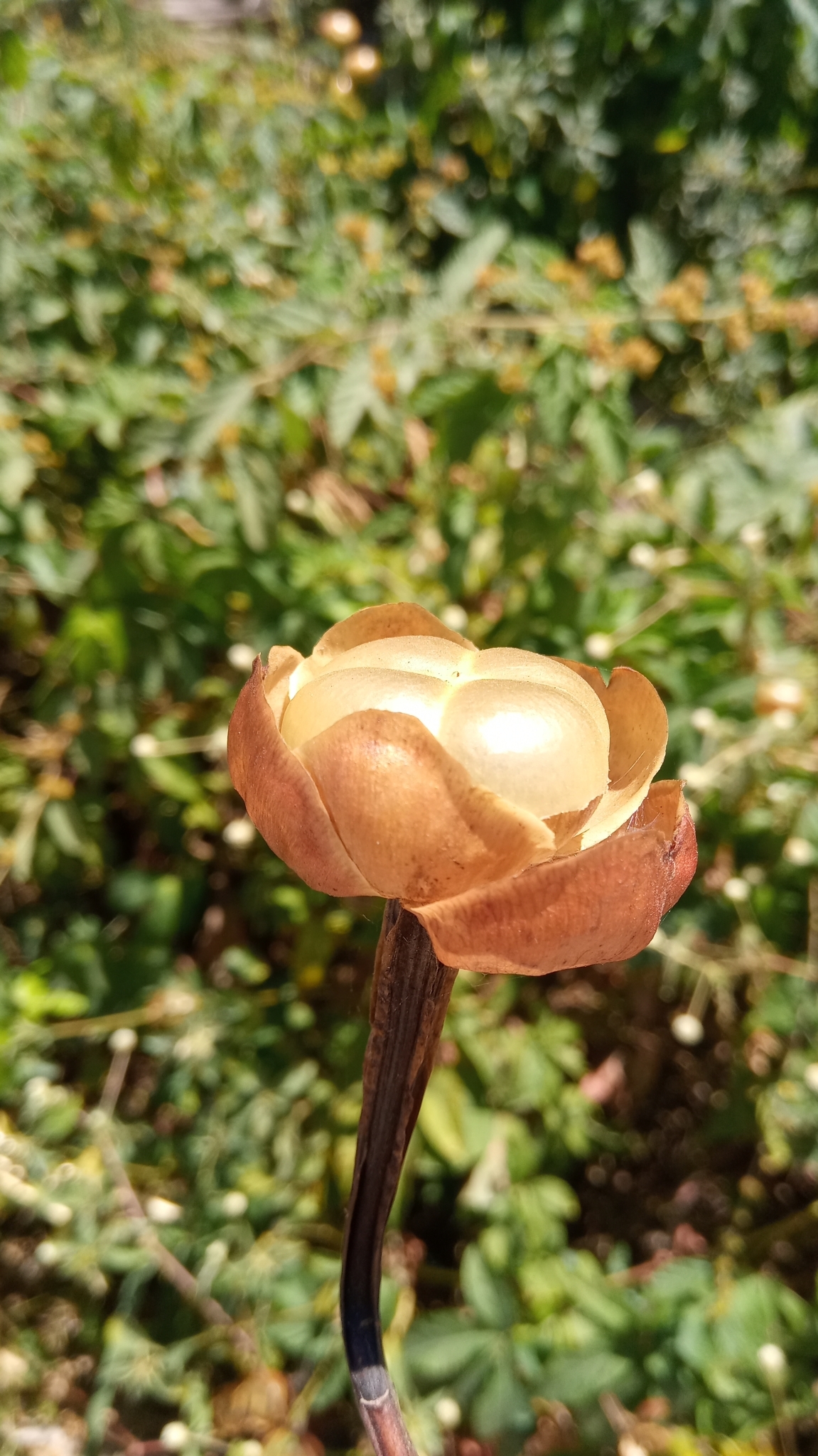 Imagem de Jalapa