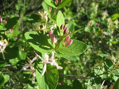 Lonicera × bella