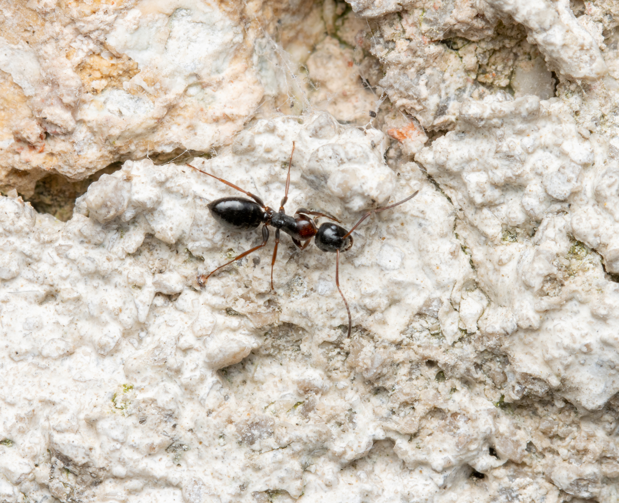 Camponotus heidrunvogtae