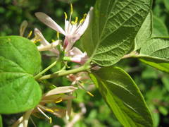 Lonicera × bella