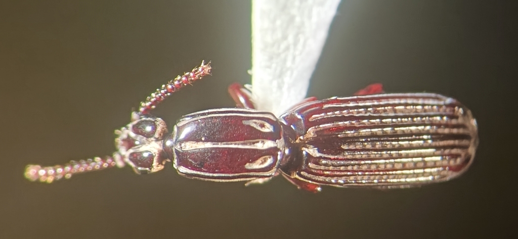 Clinidium baldufi