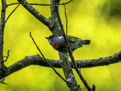 Buru Flowerpecker photo 1
