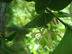 Lonicera × bella