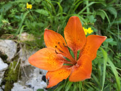Lilium bulbiferum