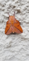 Syssphinx bisecta