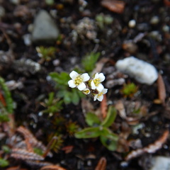 Draba lactea