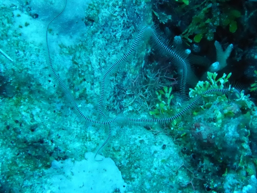 Ophiomastix caryophyllata