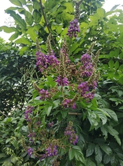 Wisteriopsis