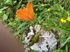 Lilium bulbiferum