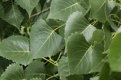 Populus deltoides