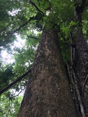 Dipterocarpus alatus