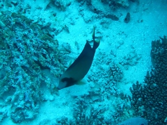Acanthurus pyroferus