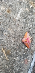 Syssphinx bisecta