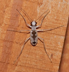 Ellipsoptera hirtilabris image