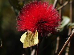 Calliandra dysantha