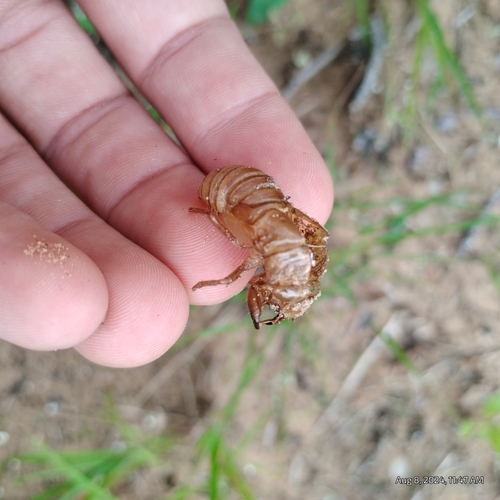 Dog-day cicada