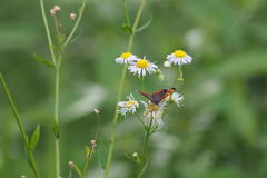 Lycaena phlaeas daimio