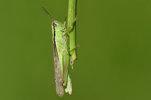 Leek Grasshopper, Powiat kazimierski, Polska, photo 7 of 10