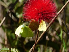 Calliandra dysantha