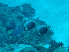 Chaetodon reticulatus