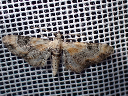 Toadflax Pug, Schiermonnikoog, Friesland, Netherlands, photo 10 of 10