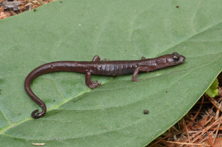 Arboreal Flat-Footed Salamander