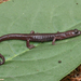 Arboreal Splayfoot Salamander - Photo (c) 2010 Sean Michael Rovito, some rights reserved (CC BY-NC-SA)