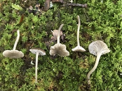 Hydropus praedecurrens