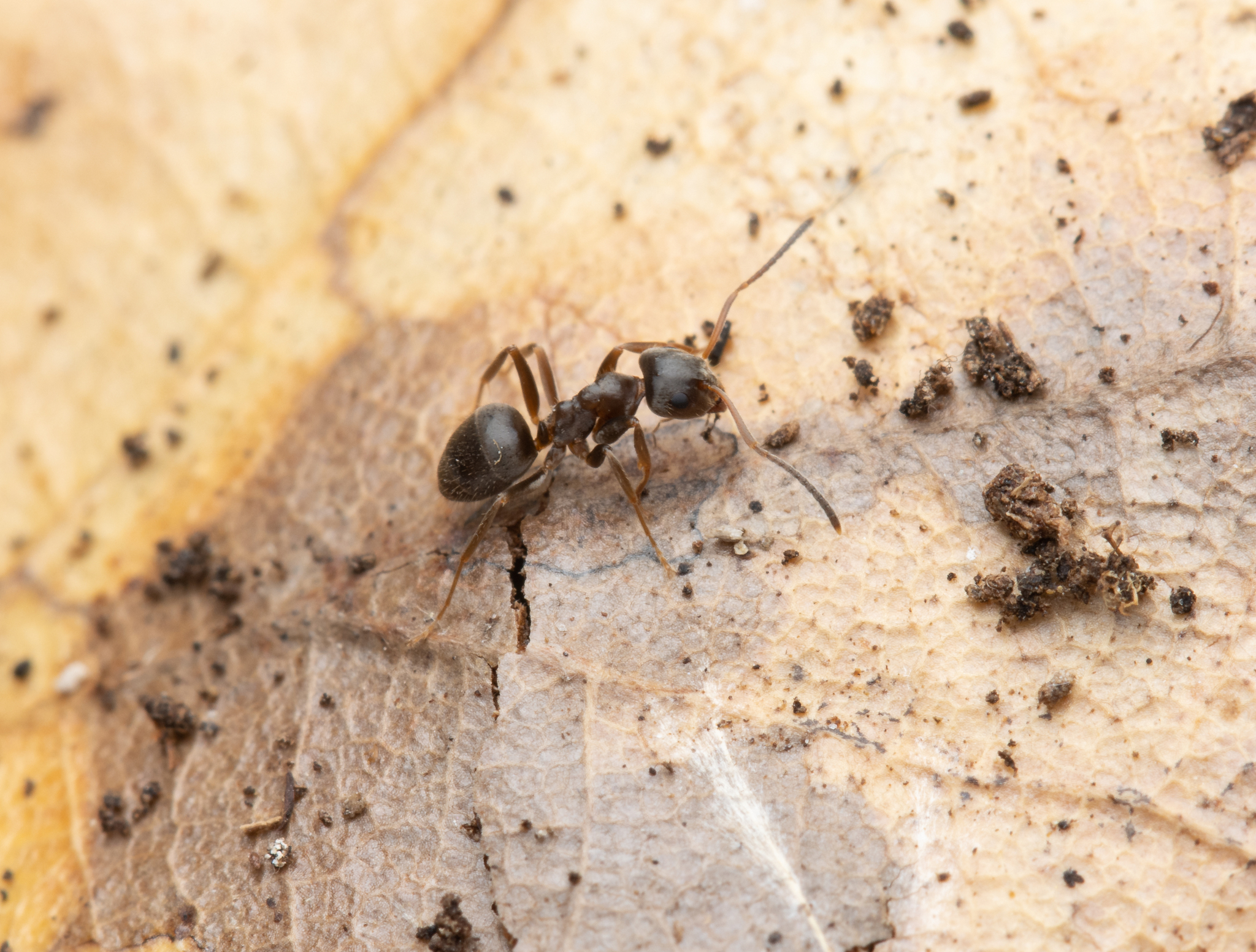 Lasius casevitzi