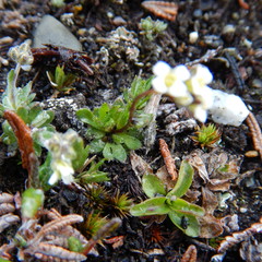 Draba lactea