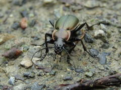 Carabus regalis