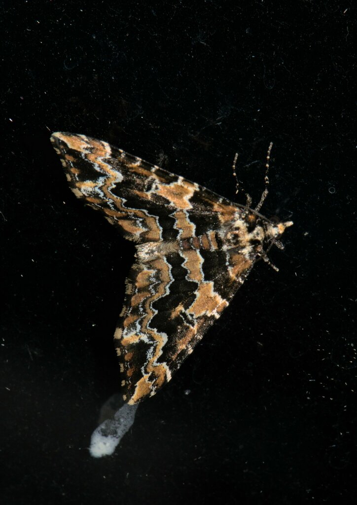 Electrophaes nigrifulvaria