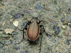Carabus regalis