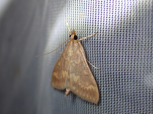 European Corn Borer Moth, Schiermonnikoog, Niederlande, photo 10 of 10