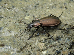Carabus regalis