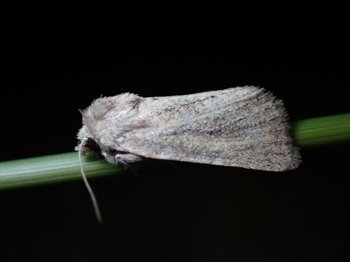 Mere Wainscot, Schiermonnikoog, Niederlande, photo 10 of 10