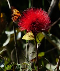 Calliandra dysantha
