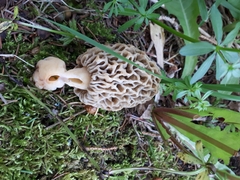 Morchella americana
