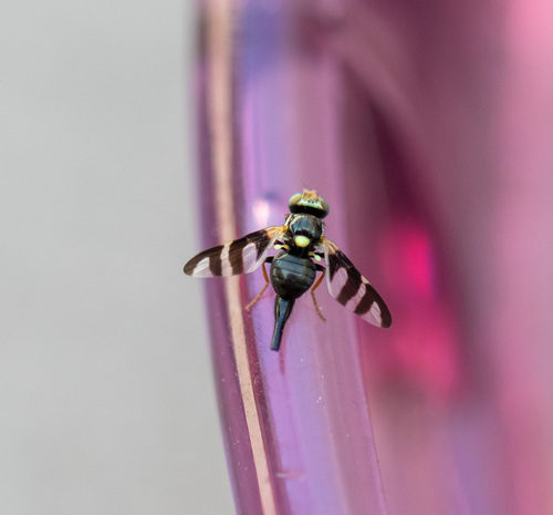 Four-barred Knapweed Gall Fly photo 5