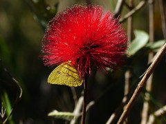 Calliandra dysantha