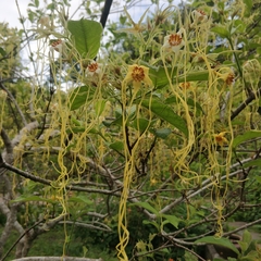 Strophanthus